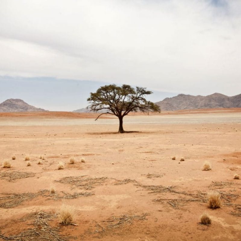 Solitary Tree with Leaves